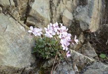 Ο Θρήνος της Παναγίας